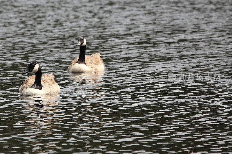 游泳加拿大鹅(Branta canadensis)